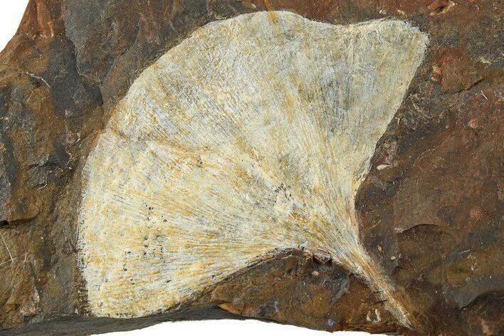 Paleocene Fossil Ginkgo Leaf - North Dakota #276713